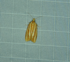 Sparganothis tristriata