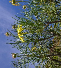 Euryops speciosissimus