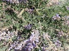 Lupinus fulcratus