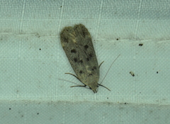 Anacampsis innocuella