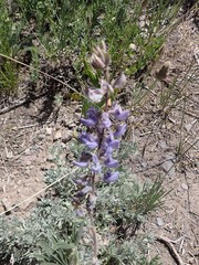 Lupinus fulcratus