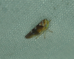 Populicerus formosus