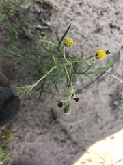 Picradeniopsis multiflora
