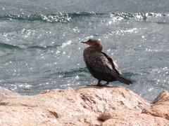 Microcarbo coronatus