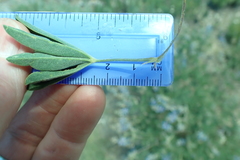 Lupinus fulcratus