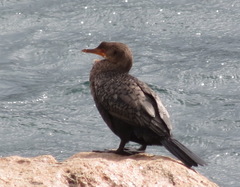 Microcarbo coronatus