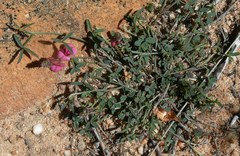 Indigofera venusta