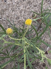 Picradeniopsis multiflora