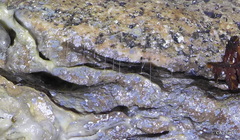 Arachnocampa luminosa