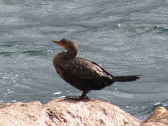 Microcarbo coronatus