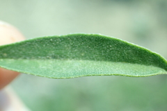 Lupinus fulcratus