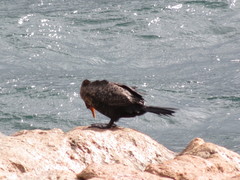 Microcarbo coronatus