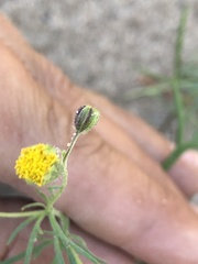 Picradeniopsis multiflora