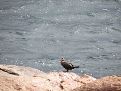 Microcarbo coronatus