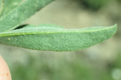 Lupinus fulcratus