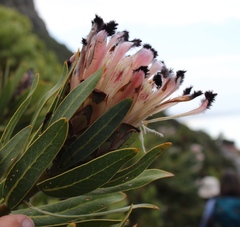 Protea
