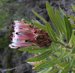 Protea