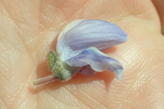 Lupinus fulcratus