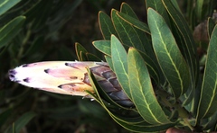 Protea