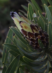 Protea