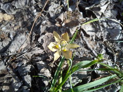 Moraea vegeta