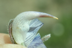 Lupinus fulcratus