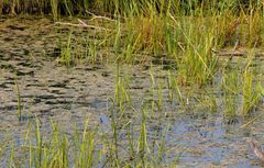 Sparganium glomeratum