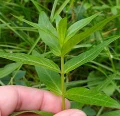Lythrum salicaria