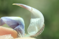 Lupinus fulcratus