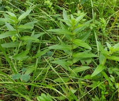Lythrum salicaria