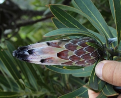 Protea