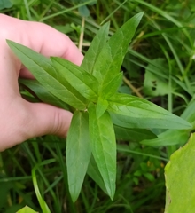 Lythrum salicaria
