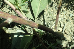 Lupinus fulcratus
