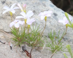 Oxalis polyphylla pentaphylla