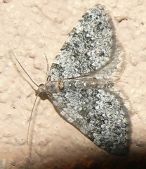 Perizoma petrogenes