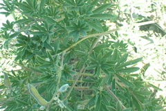 Lupinus fulcratus