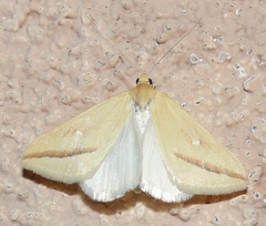 Rhodometra participata