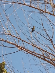 Colaptes melanochloros