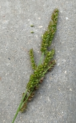 Echinochloa crus-galli