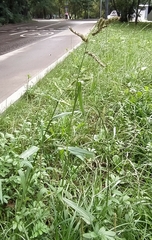 Echinochloa crus-galli