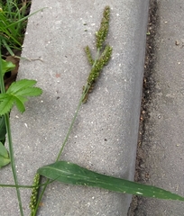 Echinochloa crus-galli