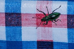 Naupactus auricinctus