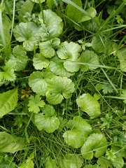 Glechoma hederacea