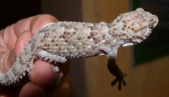 Chondrodactylus bibronii