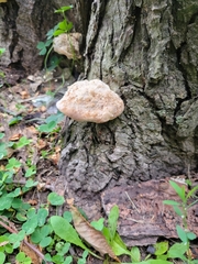 Ganoderma megaloma