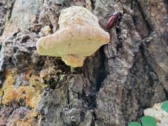 Ganoderma megaloma