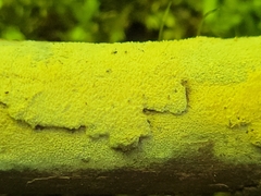 Hyphodontia arguta