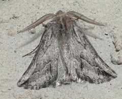 Drepanogynis niveata