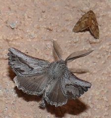 Drepanogynis niveata