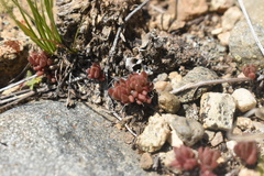 Sedum lanceolatum lanceolatum